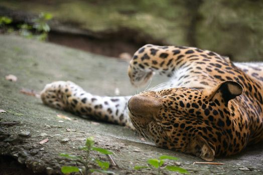 leopard ( Panthera pardus ) resting on floor
