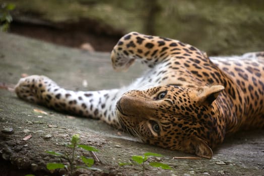 leopard ( Panthera pardus ) resting on floor