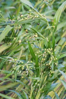 fresh job's tears ( coix lachryma-jobi )