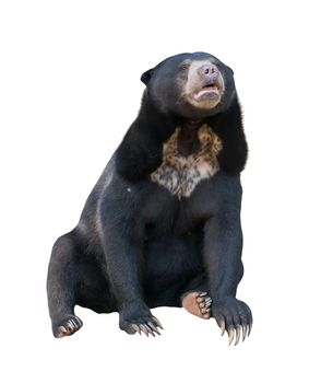 malayan sunbear ( Helarctos malayanus ) isolated on white background