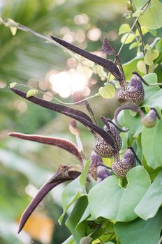 Aristolochia ringens Vahl or gaping dutchman's pipe flower