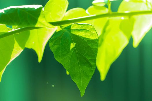 Tree branch over blurred green leaves background, nature background