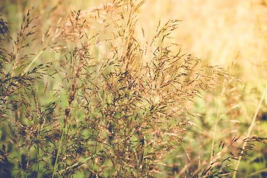 fresh tropical meadow background