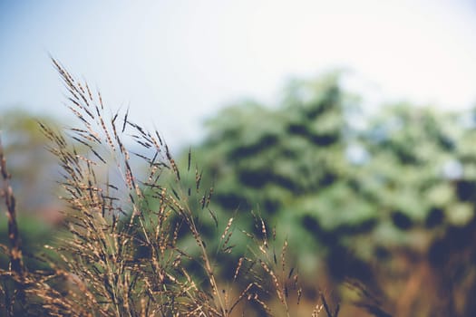 fresh tropical meadow background