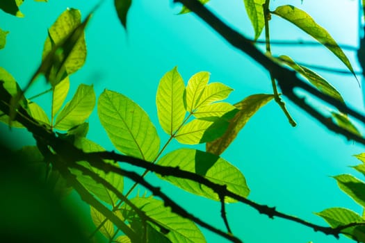 Tree branch over blurred green leaves background, nature background