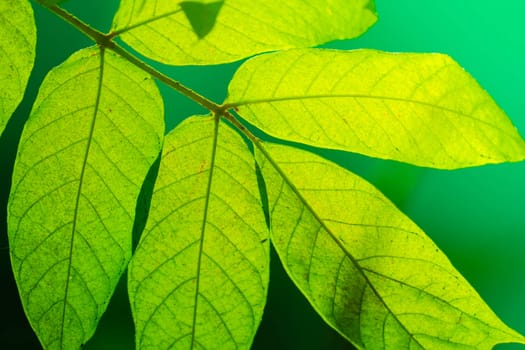 Tree branch over blurred green leaves background, nature background