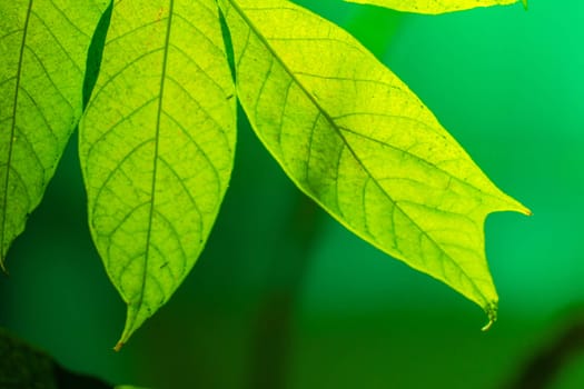 Tree branch over blurred green leaves background, nature background