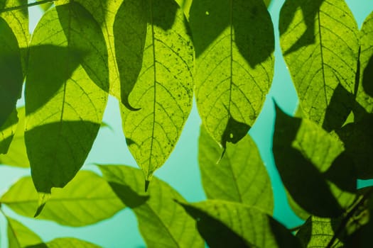 Tree branch over blurred green leaves background, nature background