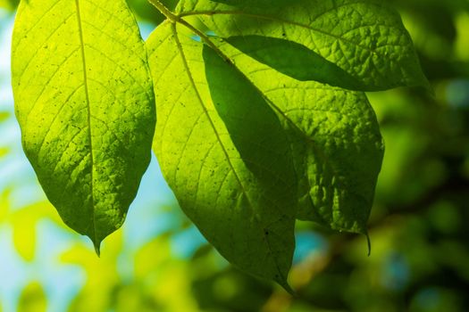 Tree branch over blurred green leaves background, nature background