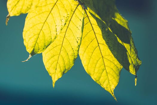 Tree branch over blurred green leaves background, nature background