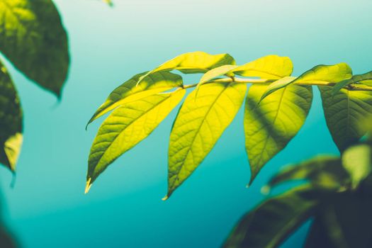 Tree branch over blurred green leaves background, nature background