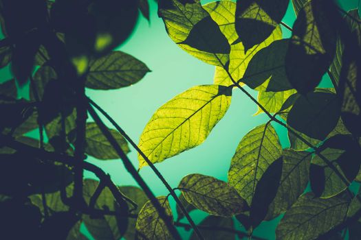 Tree branch over blurred green leaves background, nature background