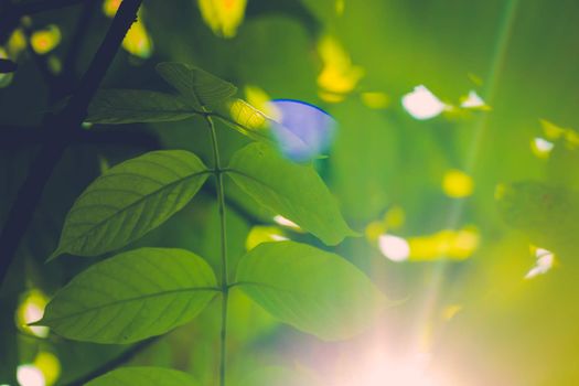 Tree branch over blurred green leaves background, nature background