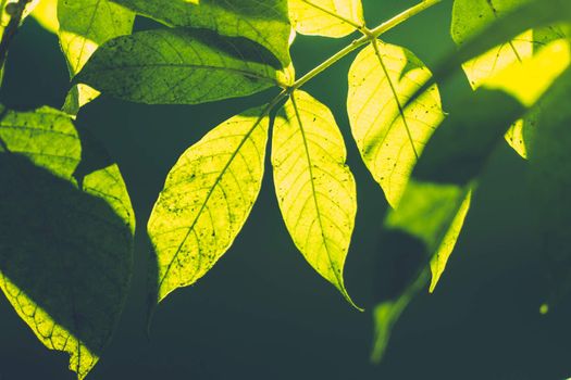 Tree branch over blurred green leaves background, nature background