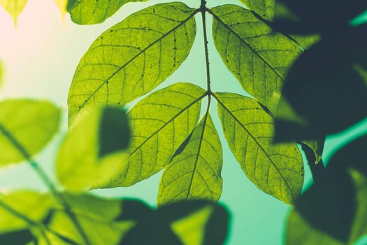 Tree branch over blurred green leaves background, nature background