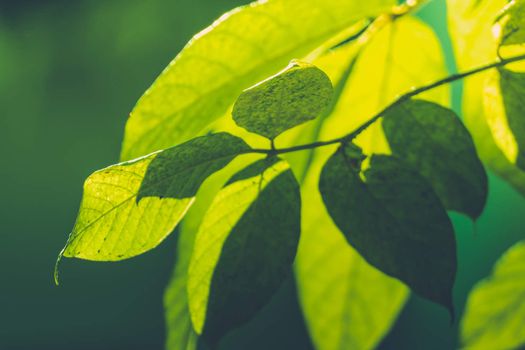 Tree branch over blurred green leaves background, nature background