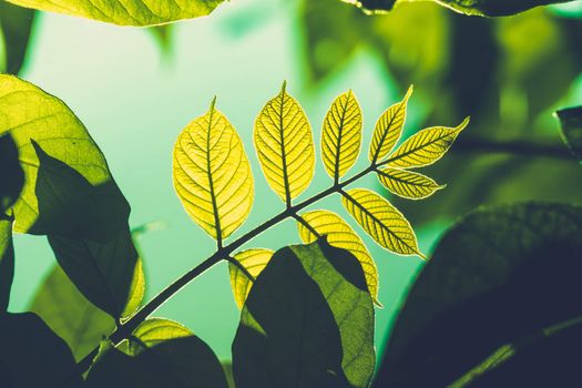 Tree branch over blurred green leaves background, nature background