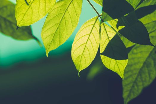 Tree branch over blurred green leaves background, nature background