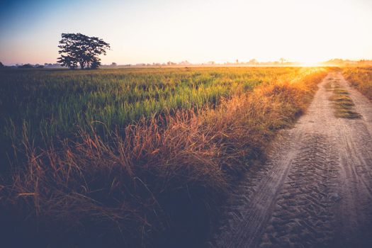 Beautiful sunset at a cornfield, abstract background, nature background