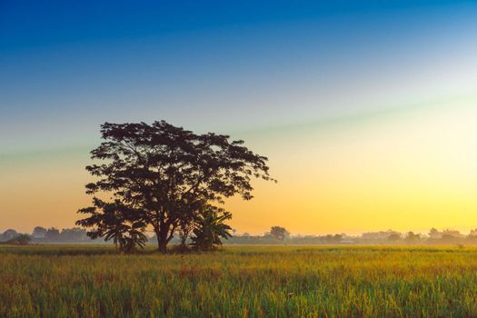 Beautiful sunset at a cornfield, abstract background, nature background