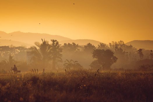 Beautiful sunset at a cornfield, abstract background, nature background