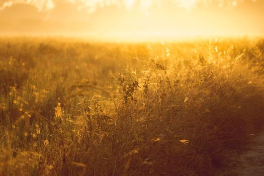 Beautiful sunset at a cornfield, abstract background, nature background