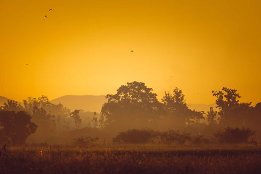 Beautiful sunset at a cornfield, abstract background, nature background