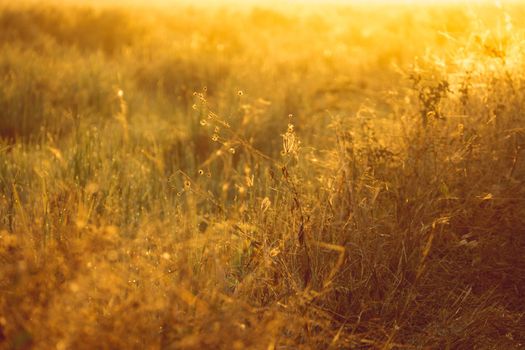 Beautiful sunset at a cornfield, abstract background, nature background