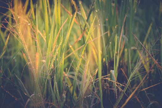 abstract natural blur background, defocused leaves, bokeh, nature background