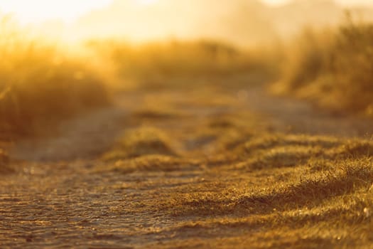 abstract natural blur background, defocused leaves, bokeh, nature background