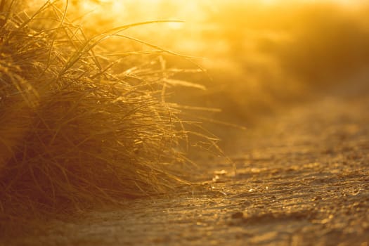 abstract natural blur background, defocused leaves, bokeh, nature background