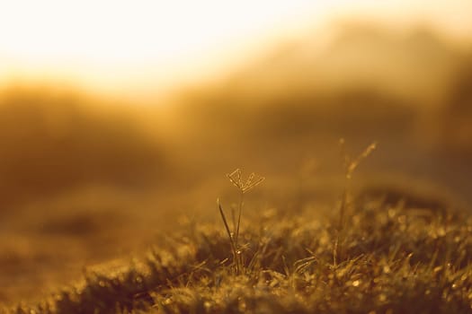 abstract natural blur background, defocused leaves, bokeh, nature background