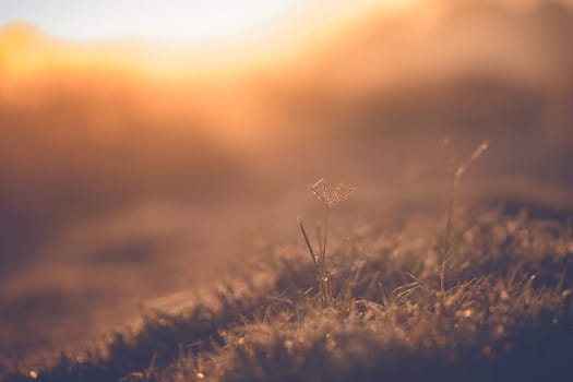 abstract natural blur background, defocused leaves, bokeh, nature background