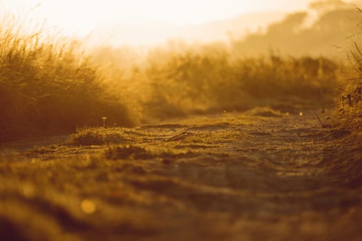 abstract natural blur background, defocused leaves, bokeh, nature background