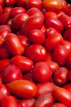 San Marzano tomatoes are ready to make sauce from italy