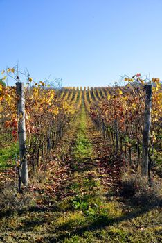 vineyard planted with Barbera in the Italian Oltrep� Pavese,italy