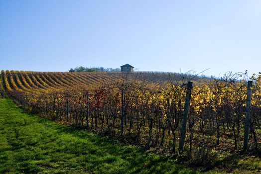 vineyard planted with Barbera in the Italian Oltrep� Pavese,italy