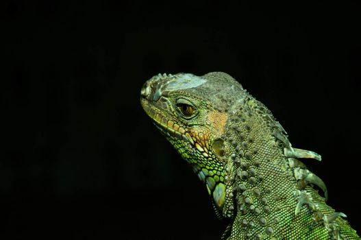 The family Agamidae is one of three families belonging to the infraorder Iguania. Known as dragons in Australia, agamids are small to moderate-sized lizards at maturity, and vary from a snout-vent length less than 50 mm to nearly one metre. Most Australian agamids are terrestrial, a few are arboreal or semi- arboreal and one species is riparian. Some species are swift, while others depend on cryptic colours and shape to avoid predation. 
