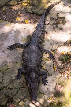 Crocodiles or true crocodiles are large aquatic reptiles that live throughout the tropics in Africa, Asia, the Americas and Australia. Crocodylinae, all of whose members are considered true crocodiles, is classified as a biological subfamily.