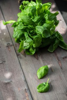 Fresh organic basil leaves on a wooden table