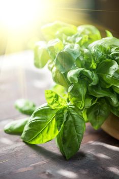 Fresh organic basil leaves on a wooden table