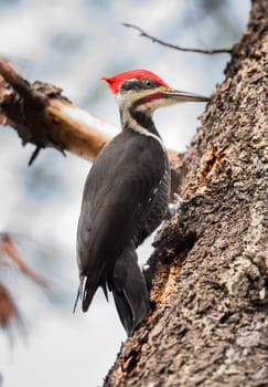 A Pileated woodpecker high in a tree hunting beetles under the bark in an autumn woods in Ontario Canada.
