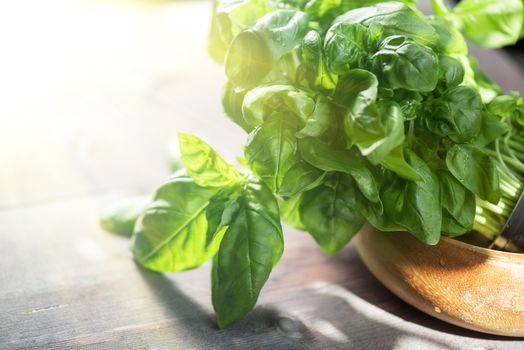 Fresh organic basil leaves on a wooden table