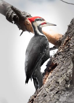 A Pileated woodpecker high in a tree hunting beetles under the bark in an autumn woods in Ontario Canada.