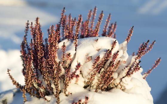 Plant Covered in Snow with blue and white background.