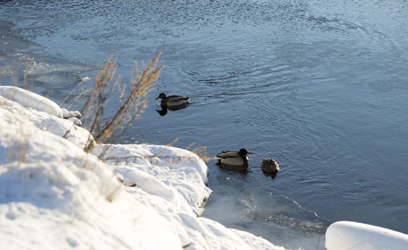 Mallards in River in Winter with snow around.