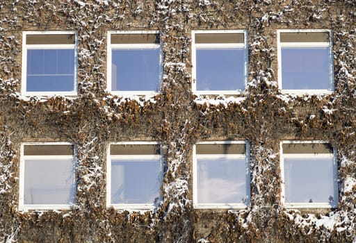 Snow Covered Vines on Building facade.
