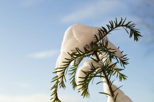 Snow Covered Pine with blue sky and some clouds.