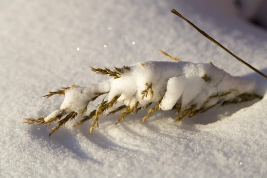 Grass Covered in Snow close up.