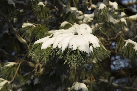 Pine Tree Covered in Snow.